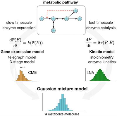 Computation of Single-Cell Metabolite Distributions Using Mixture Models